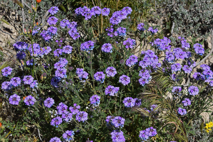Dakota Mock Vervain is a low growing forb/herb that blooms from May to September, March to October in Texas. Glandularia bipinnatifida 